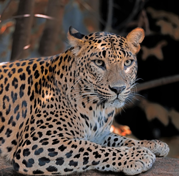 Photo sri lanka ceylon leopard panthera pardus kotiya