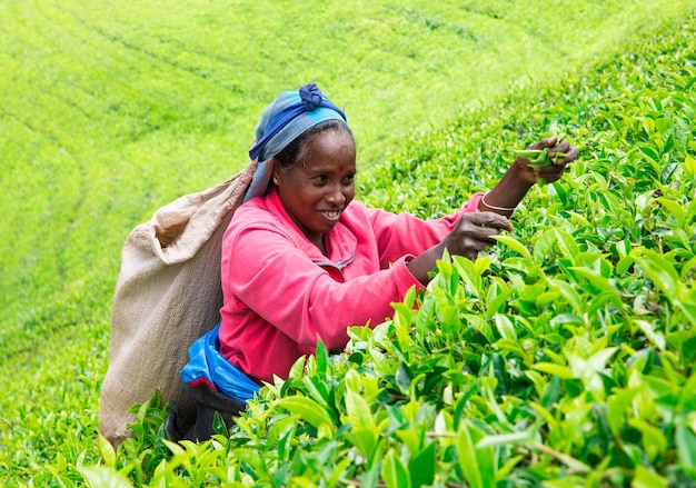 Sri Lanka Nuwara Eliya Mackwoods Labookellie tea plantation Tea pickers at work