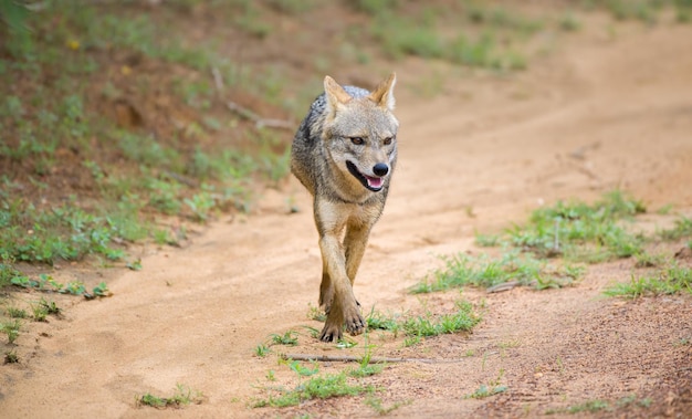 Photo sri lankan jackal walks in the gravel road in yala national park solitary golden jackal front view photo