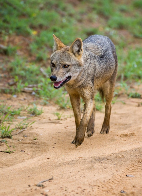 Photo sri lankan jackal walks on the gravel road in yala national park solitary golden jackal roaming free front face photograph