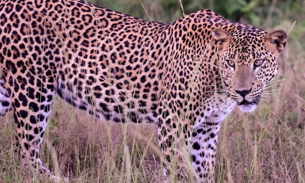 Sri Lankan leopard at Yala National Park