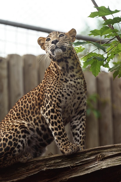 Sri lankan leopard