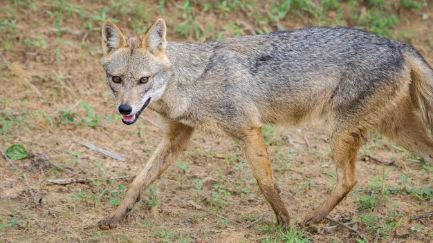 Photo sri lankan wild jackal closeup side view portrait photograph a beautiful golden jackal found in the dry zone of yala national park