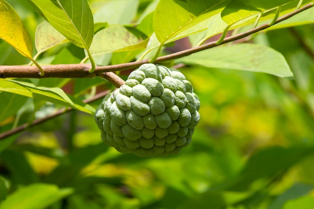 Srikaya or Sugar apple or sweet sop Annona squamosa  a tropical fruit from the genus Annona