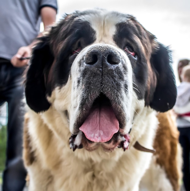 The St Bernard dog closeup