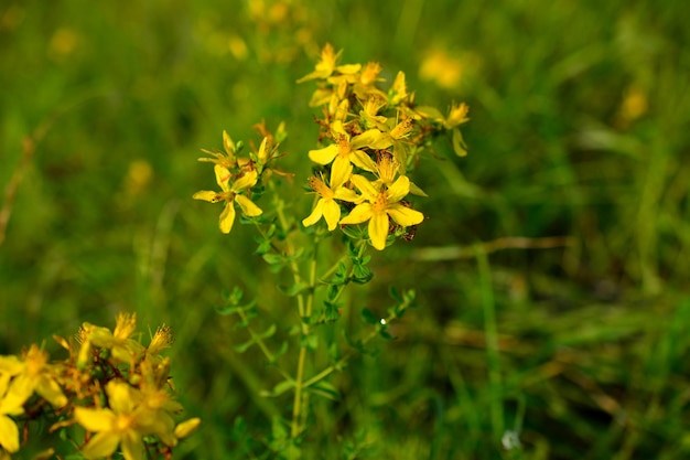 St. John's wort grass in bloom isolated, close-up