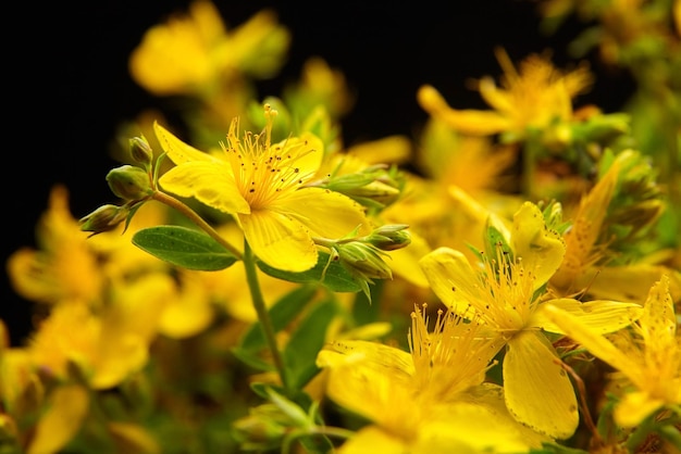 Photo st john s wort hypericum perforatum is a flowering plant with yellow flowers on black background