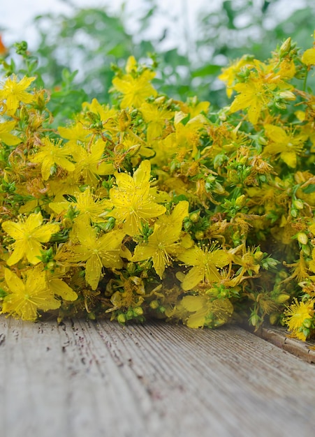 St Johns wort Bunch of Hypericum flowers