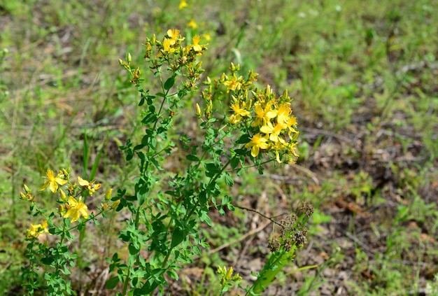 St Johns wort plant in bloom in the field