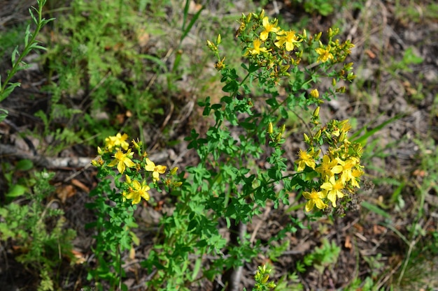 a St Johns wort plant with yellow flowers on the green stem