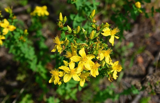 St Johns wort plant with yellow flowers top view