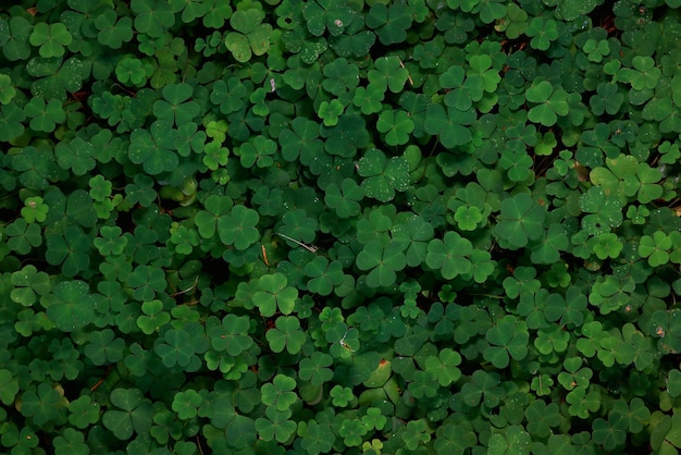 st. patrick's green background grass leaves ireland spring