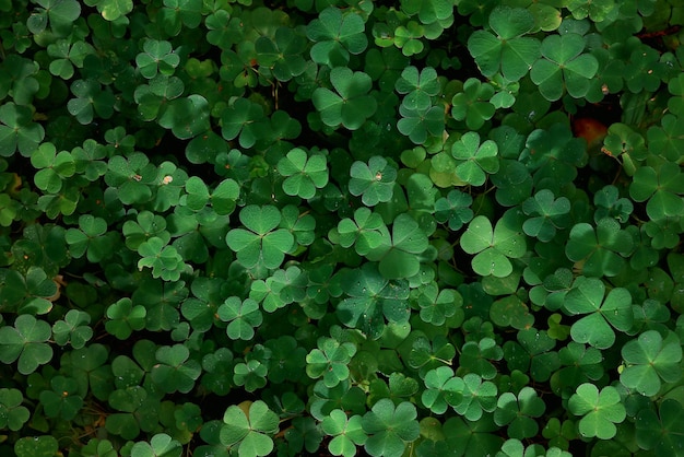 st. patrick's green background grass leaves ireland spring