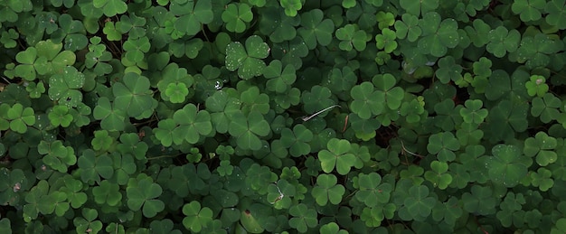 st. patrick's green background grass leaves ireland spring