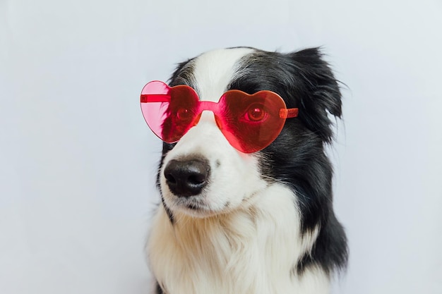 St valentines day concept funny puppy dog border collie in red heart shaped glasses isolated on whit