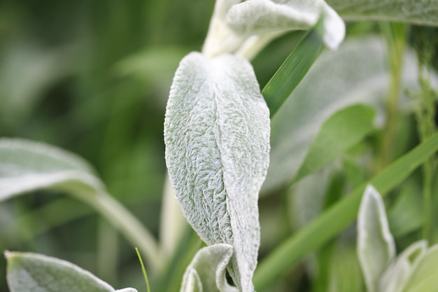 Stachys lanata Jacq Chistets woolly or Woolly cleaner Byzantine Chistets Lamiaceae family Also known as Hare ears Fluffy plant in the garden