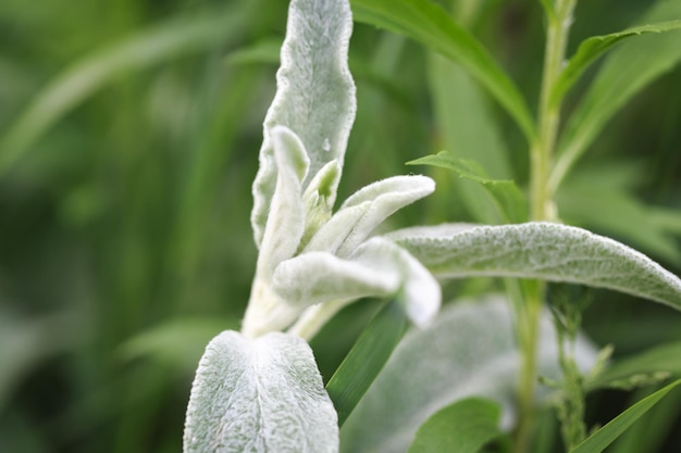 Stachys lanata Jacq Chistets woolly or Woolly cleaner Byzantine Chistets Lamiaceae family Also known as Hare ears Fluffy plant in the garden