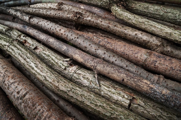 Photo stack of branches sawn branches firewood for a fire a bunch of wood wood harvesting