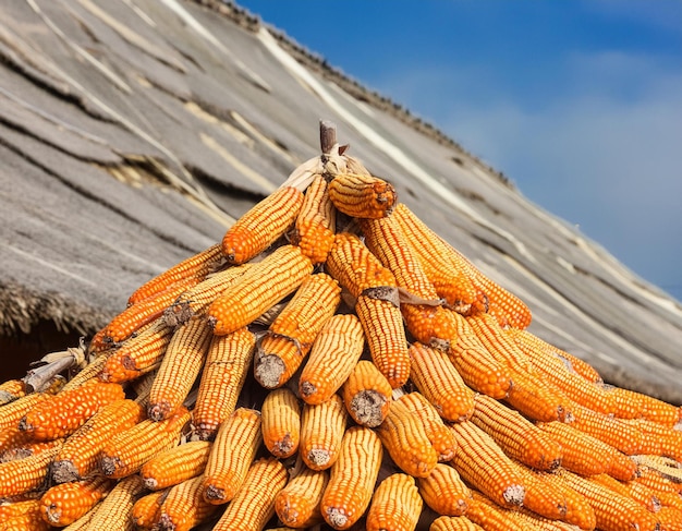 A stack of corn kernels suitable for agricultural concepts