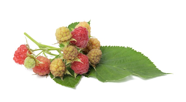 Stack of fresh red raspberries on white isolated backgroundx9