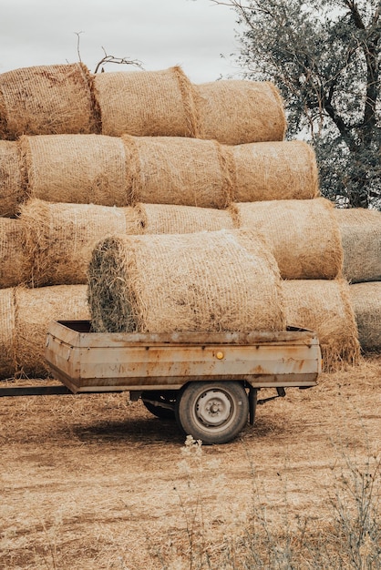 Stack of hay loaded in trailer after harvesting of crops the concept of harvesting agricultural