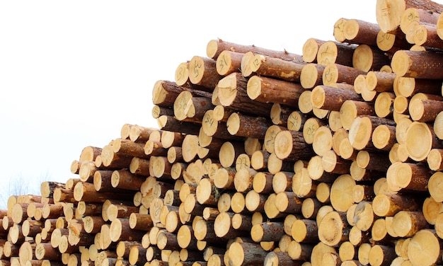 Stack of pine logs against a white sky