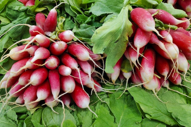 Stack of radishes on a market stall