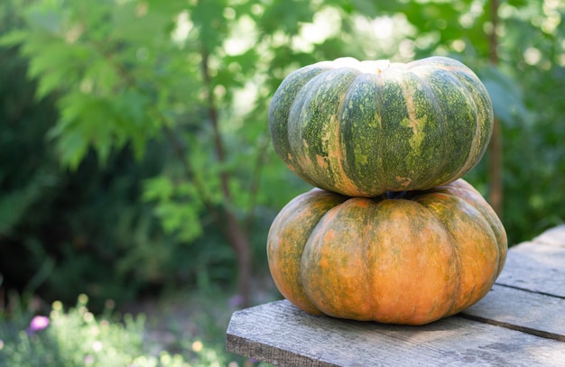 Stack of ripe pumpkins on wood rustic table in garden