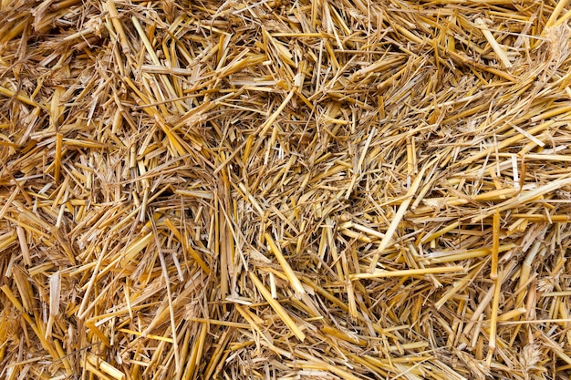 Stack of straw in the field