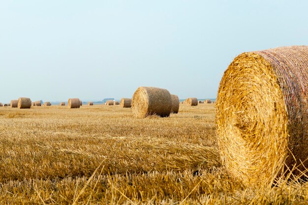 Stack of straw in the field