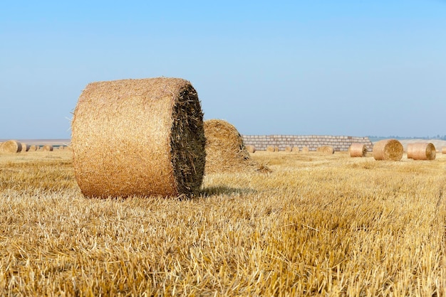 Stack of straw in the field