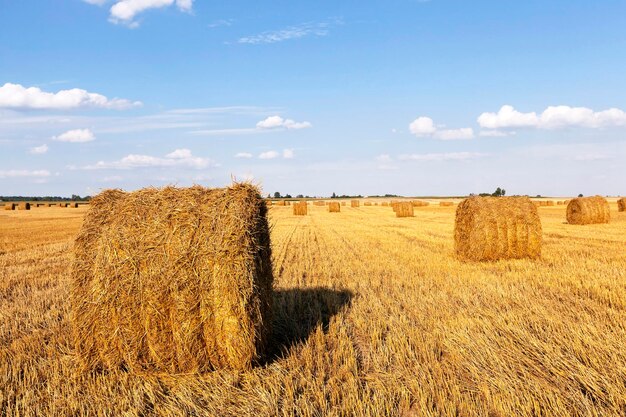 Stack of straw