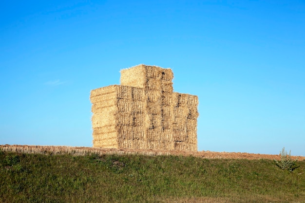 Photo a stack of wheat straw, which is in the field after harvest