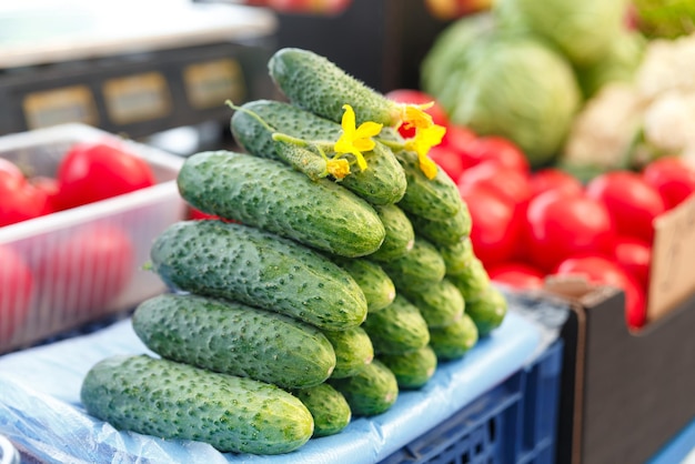 Stack with ripe cucumbers on the counter of the Belarussian market. Fresh vegetables in the street bazaar. Prickly cucumbers.