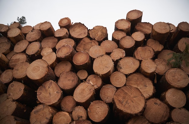 Stacked lumber wood by the road Freshly cut pine logs Concept of deforestation and ecology harm