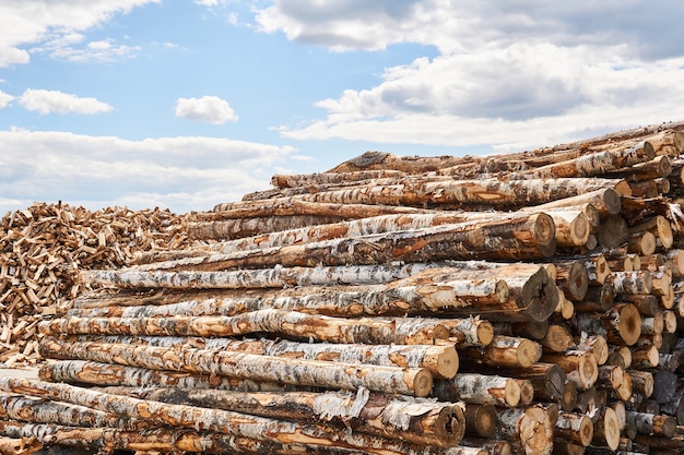 Stacks of birch logs and heap of firewood chocks in a vast lumber yard