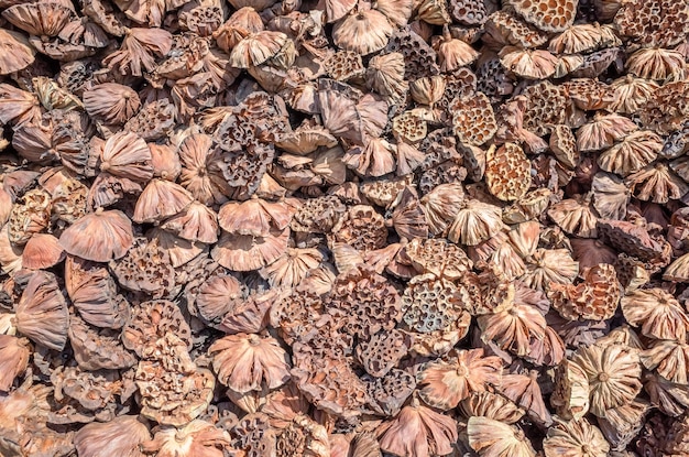 Stacks of dry seed pod of lotus