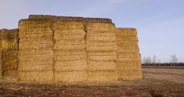 stacks of golden straw stored in the field for winter