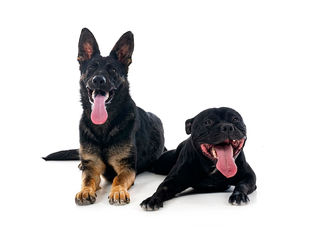 Staffordshire bull terrier and german shepherd