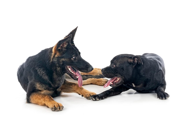 Staffordshire bull terrier and german shepherd