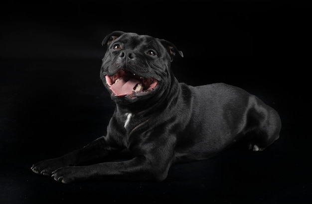 Staffordshire bull terrier