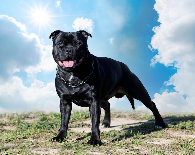 Staffordshire bull terrier