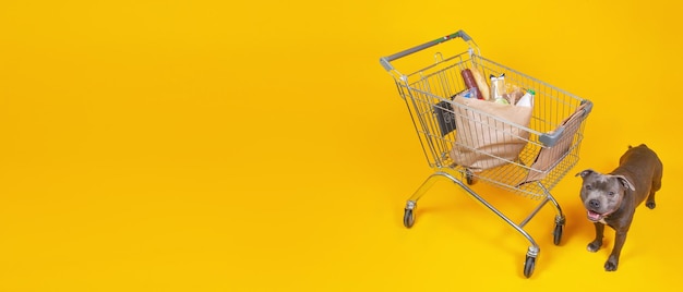 Staffordshire terrier and grocery cart