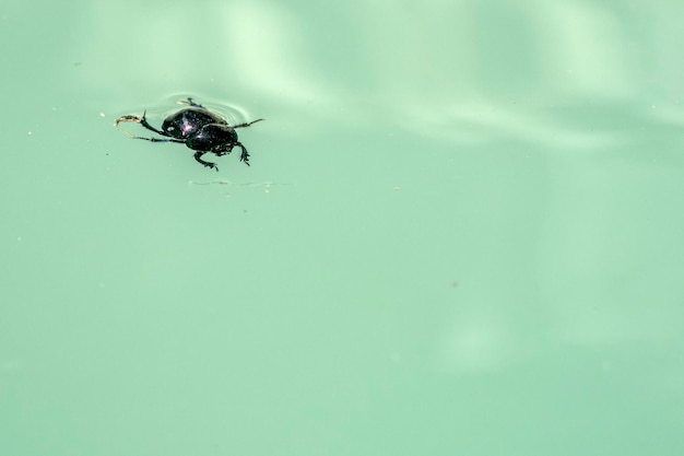 Stag beetle close up macro in a river