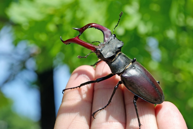 Stag beetle on the hand