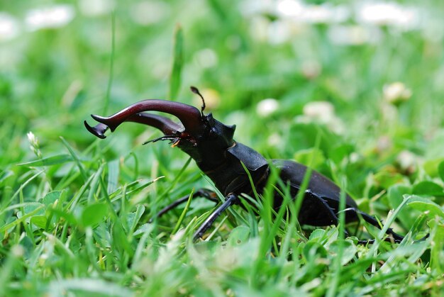 Stag beetle in high grass