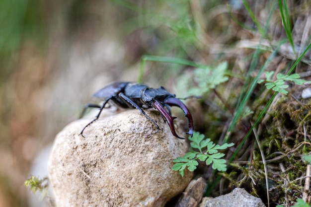 Stag beetle insect on a rock