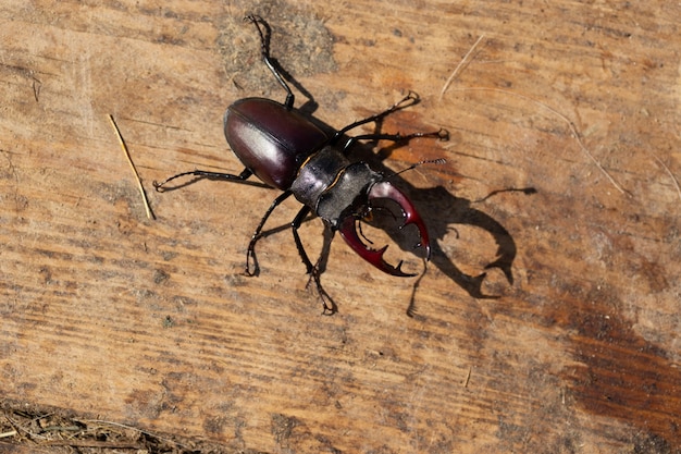 Stag beetle in its natural environment