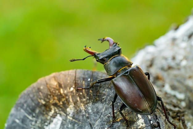 Stag beetle on a tree. Big horned beetle (Lucanus cervus).