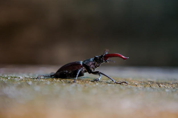 Stag beetle on a wooden background Big horned beetle